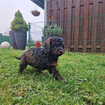 Hundetreffen-Welpentreffen Köpenicker Märchenviertel-Bild