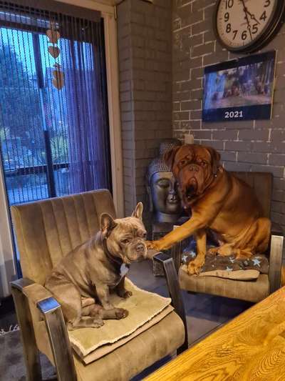 Mehrere Hunde zuhause !-Beitrag-Bild