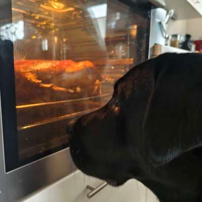 aktuelles Foto Gruppe Labrador