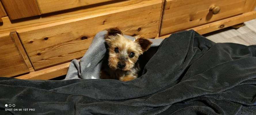 Yorkshire Terrier-Beitrag-Bild