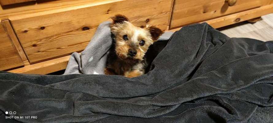 Yorkshire Terrier-Beitrag-Bild