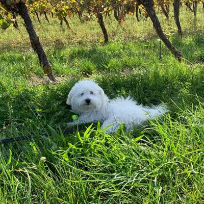 Hundetreffen-Kleiner Hund mit großem Herz sucht Hundefreunde zum Spielen-Bild