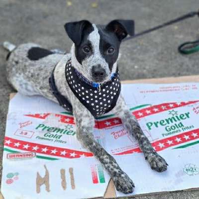 Hundetreffen-Weißensee-Profilbild