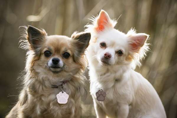 Wo sind die Chihuahua Besitzer ?-Beitrag-Bild