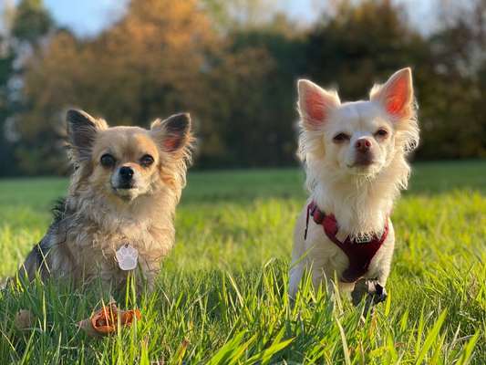 Die Dogorama Monats Challenge "Es grünt und blüht"-Beitrag-Bild