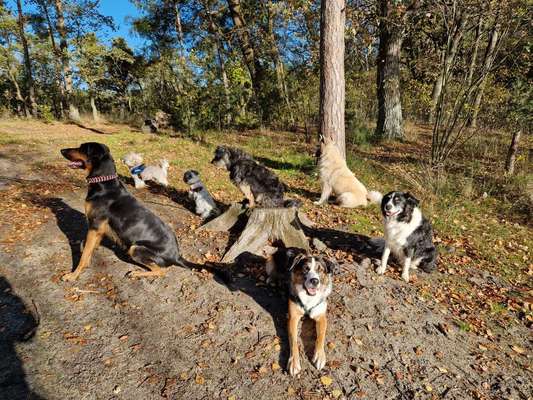 Hundetreffen-Spaziergang in der Gruppe-Bild