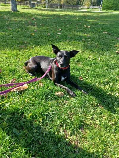 TierschutzhundeStammtisch🐕-Beitrag-Bild