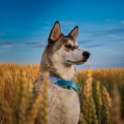 Hundetreffen-Wir suchen ein Team für gemeinsames Canicross-Bild