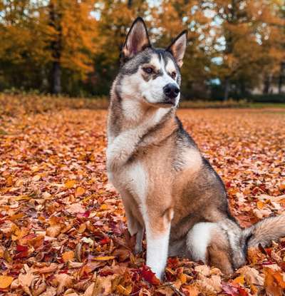 Nordische Hunde-Beitrag-Bild