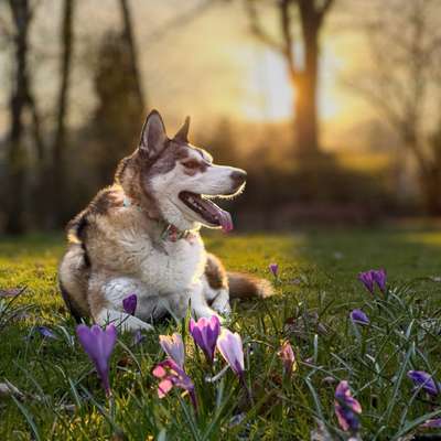 Hundetreffen-Spazieren und Spielen-Bild