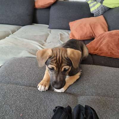 Hundetreffen-Welpe sucht Welpen-Bild