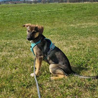 Hundetreffen-Welpe sucht 'Freunde' Gassigehen/Spielen/Austauschen-Bild