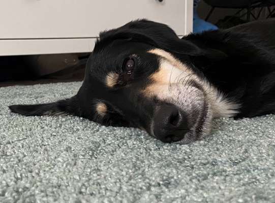 Hunde Porträt (Portrait) Galerie....-Beitrag-Bild