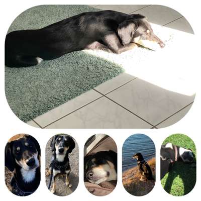 52. Collagenchallenge: Dein Hund im Sonnenschein-Beitrag-Bild