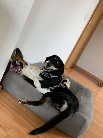 Foto Challenge 103    Hundefreundschaften-Beitrag-Bild