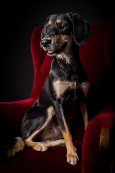 Dogorama Foto Challenge - Bestes gestelltes Bild-Beitrag-Bild