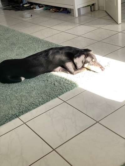 Dogorama Photo Challenge - Licht-Beitrag-Bild