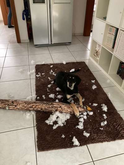 Was haben eure Hunde schon gefressen oder zerstört ?-Beitrag-Bild