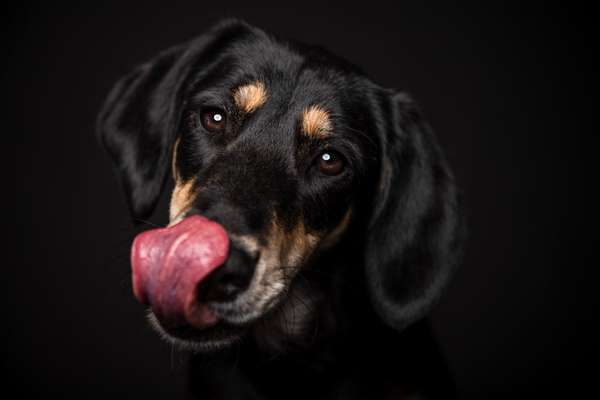 Tongue Out Tuesday-Beitrag-Bild