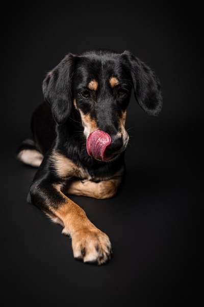 Dogorama Photo Challenge - Portrait-Beitrag-Bild