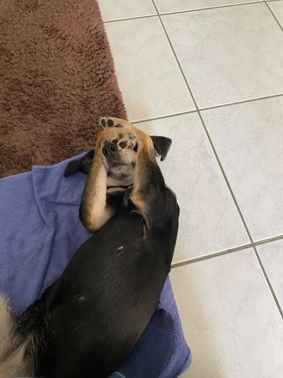 Foto-Challenge: Der schmollende Hund-Beitrag-Bild