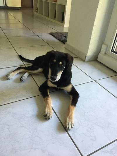 Hunde aus Griechenland-Beitrag-Bild