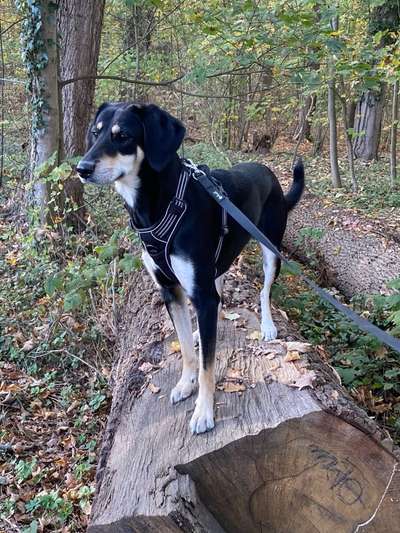 Wie seit ihr zu euerem ersten Hund gekommen?-Beitrag-Bild