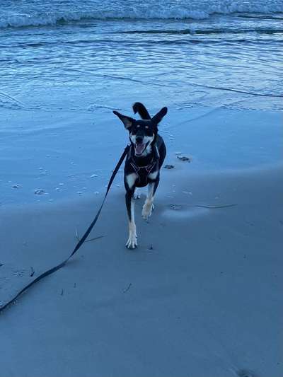 Fotosammlung: ,,Der natürliche Hund" Unbearbeitet, ungestellt und in Natura-Beitrag-Bild