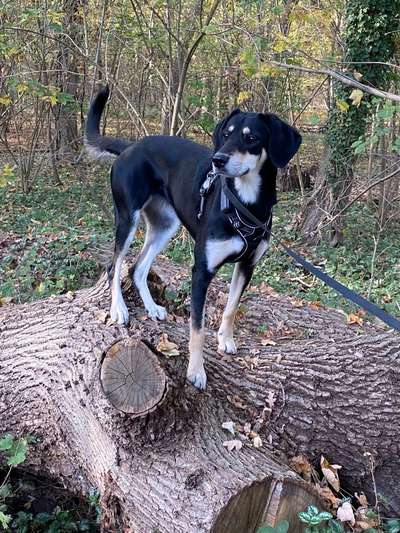 Dogorama Photo Challenge - Mein Holz und ich-Beitrag-Bild