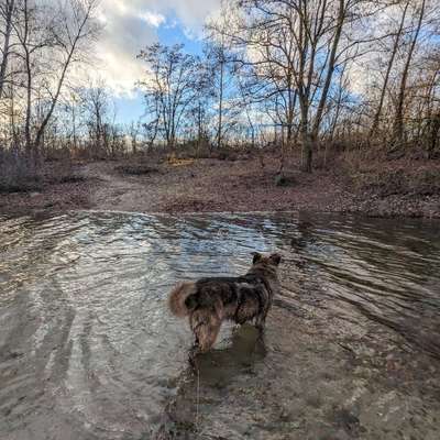 Hundetreffen-Gassi, Spielen, Quatschen 🐾😄-Bild