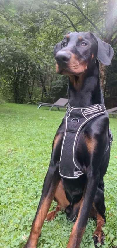 Dobermann Austausch-Beitrag-Bild