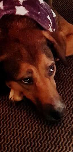 Dogorama Photo Challenge - Hundeblick zum hinschmelzen-Beitrag-Bild