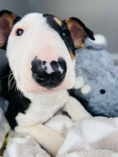 Welpen Bilder !-Beitrag-Bild