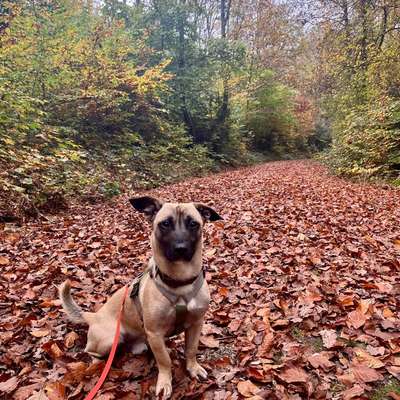 Hundetreffen-Gemeinsame Gassirunden-Bild