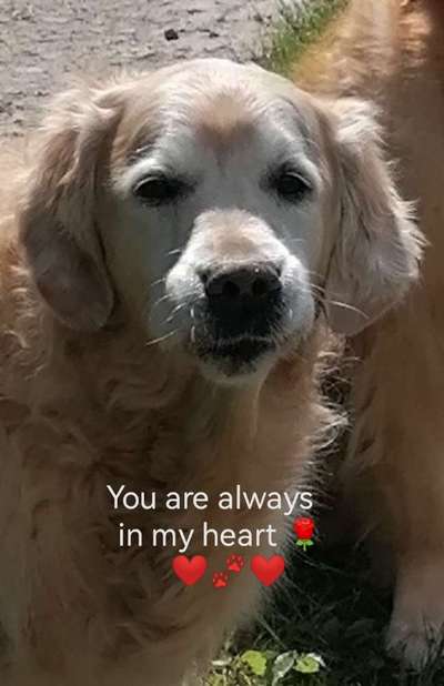 Unsere Fellnasen im Regenbogenland-Beitrag-Bild