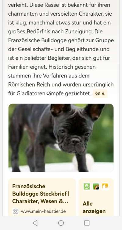 Neue Trendrasse - Bullydor und co.-Beitrag-Bild