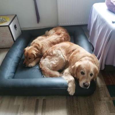 aktuelles Foto Gruppe Golden Retriever