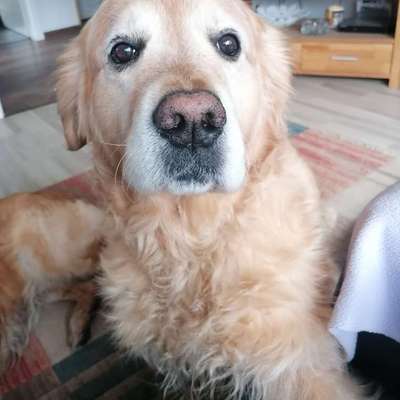 aktuelles Foto Gruppe Golden Retriever