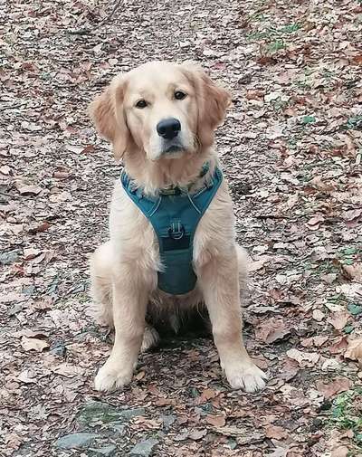 Erfahrungen mit Step-in-Geschirr-Beitrag-Bild