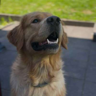 aktuelles Foto Gruppe Golden Retriever