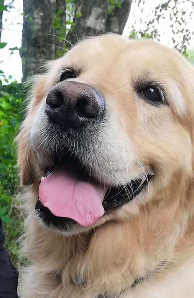 Zeigt mir die tollste Nahaufnahme von eurer Fellnase-Beitrag-Bild