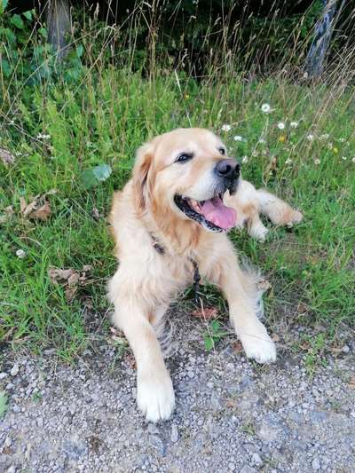 Hunderunde-Beitrag-Bild