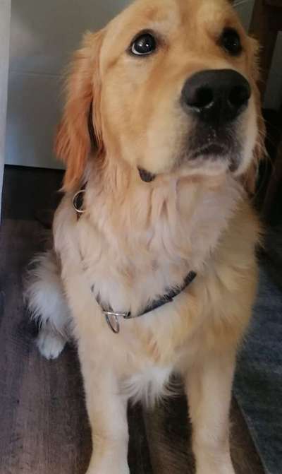 Kettenhalsbänder (Unimon, Sprenger etc.)-Beitrag-Bild