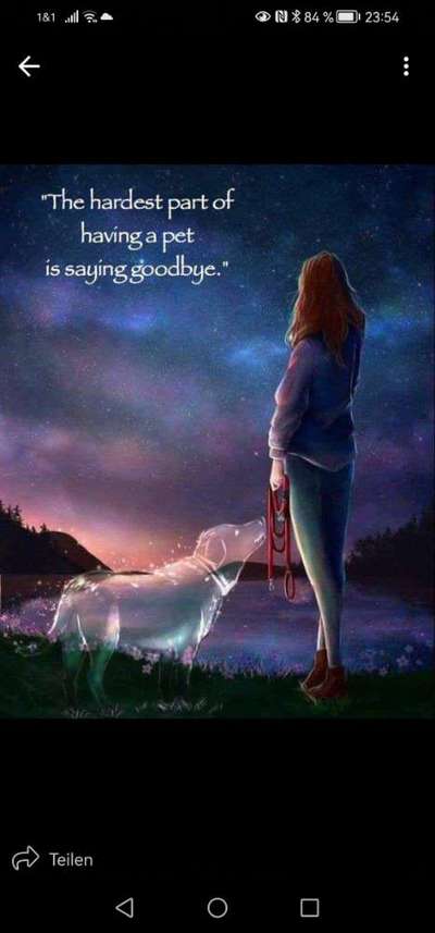 Unsere Fellnasen im Regenbogenland-Beitrag-Bild