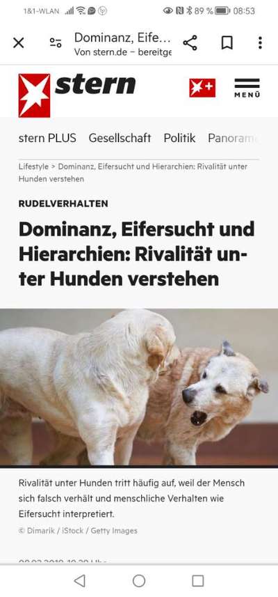 Maulkörbe für Miteinander zweier Rüden? Geht das auch anders?-Beitrag-Bild