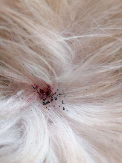 Warze oder doch Mastzelltumor-Beitrag-Bild