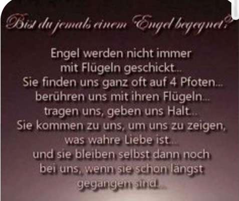 Berührende Hunde Bilder/Videos-Beitrag-Bild