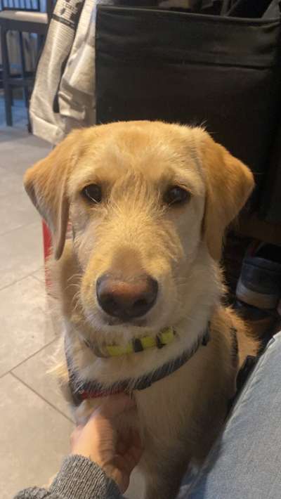 Mischlinge raten - Rätselspaß-Beitrag-Bild