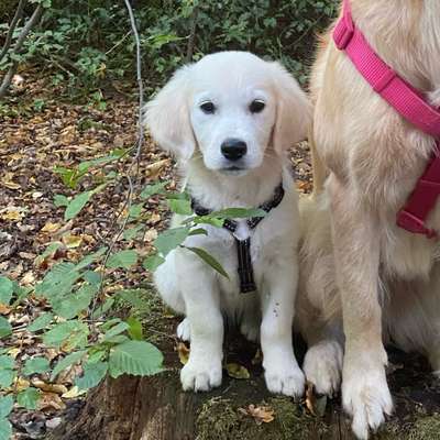 Hundetreffen-Welpentreffen / Spielrunde-Bild
