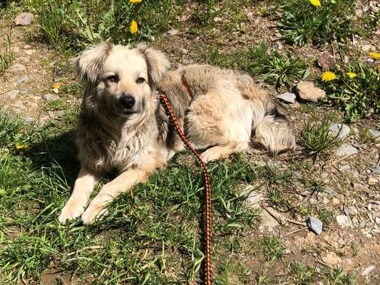 Hundetreffen-Hundefreunde zum Gassi gehen spielen 🐶-Bild